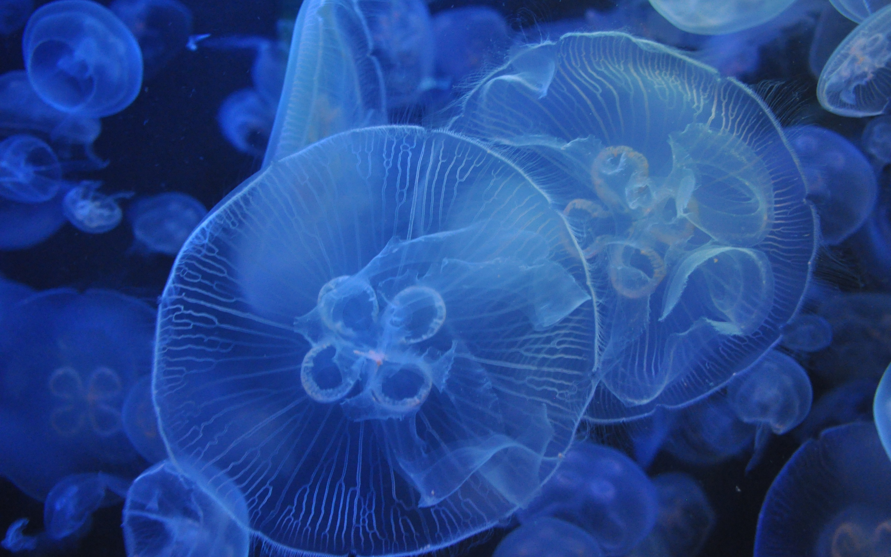 Underwater, blue, jellyfishes, 2880x1800 wallpaper