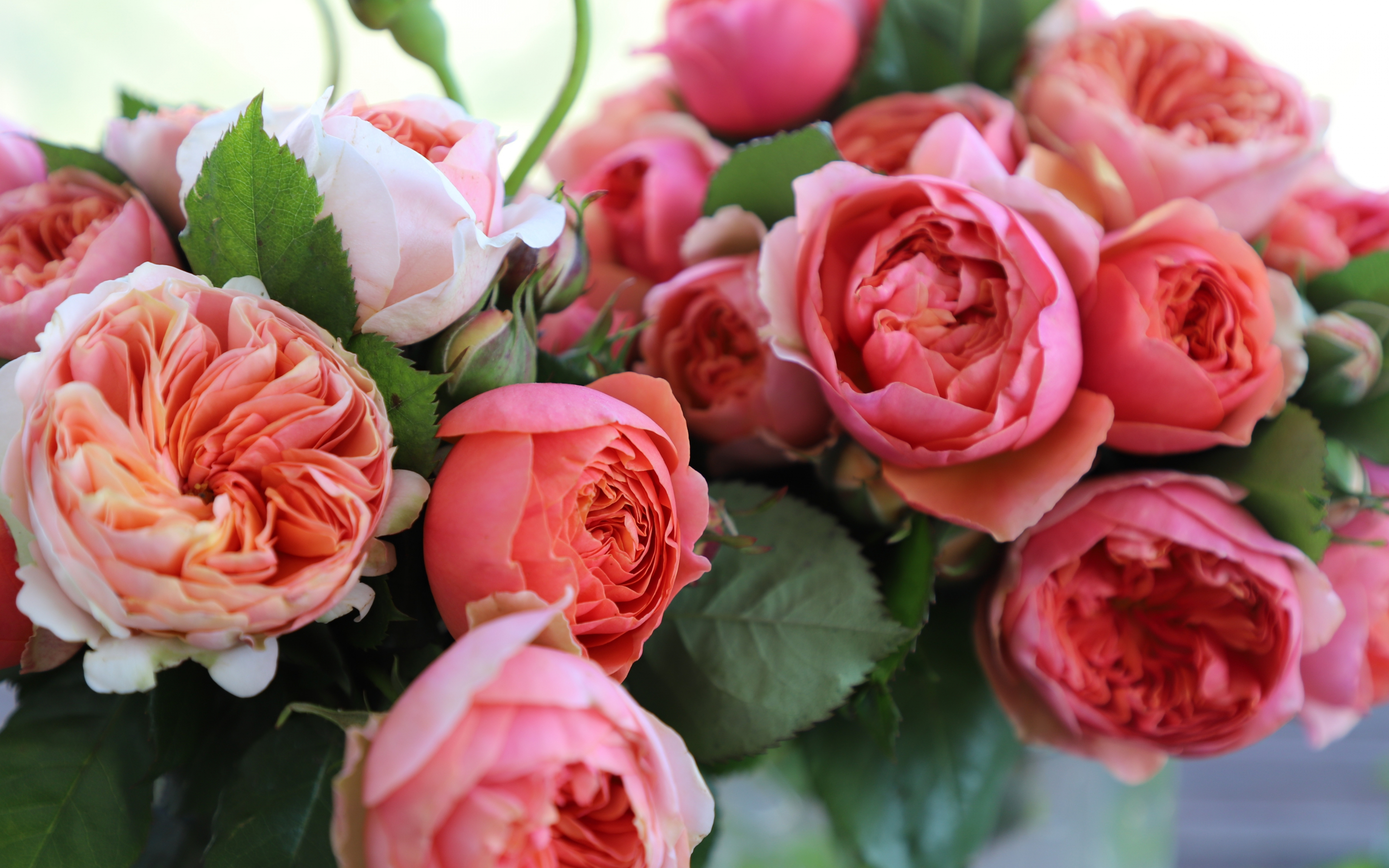 Bouquet, pink roses, fresh, 2880x1800 wallpaper