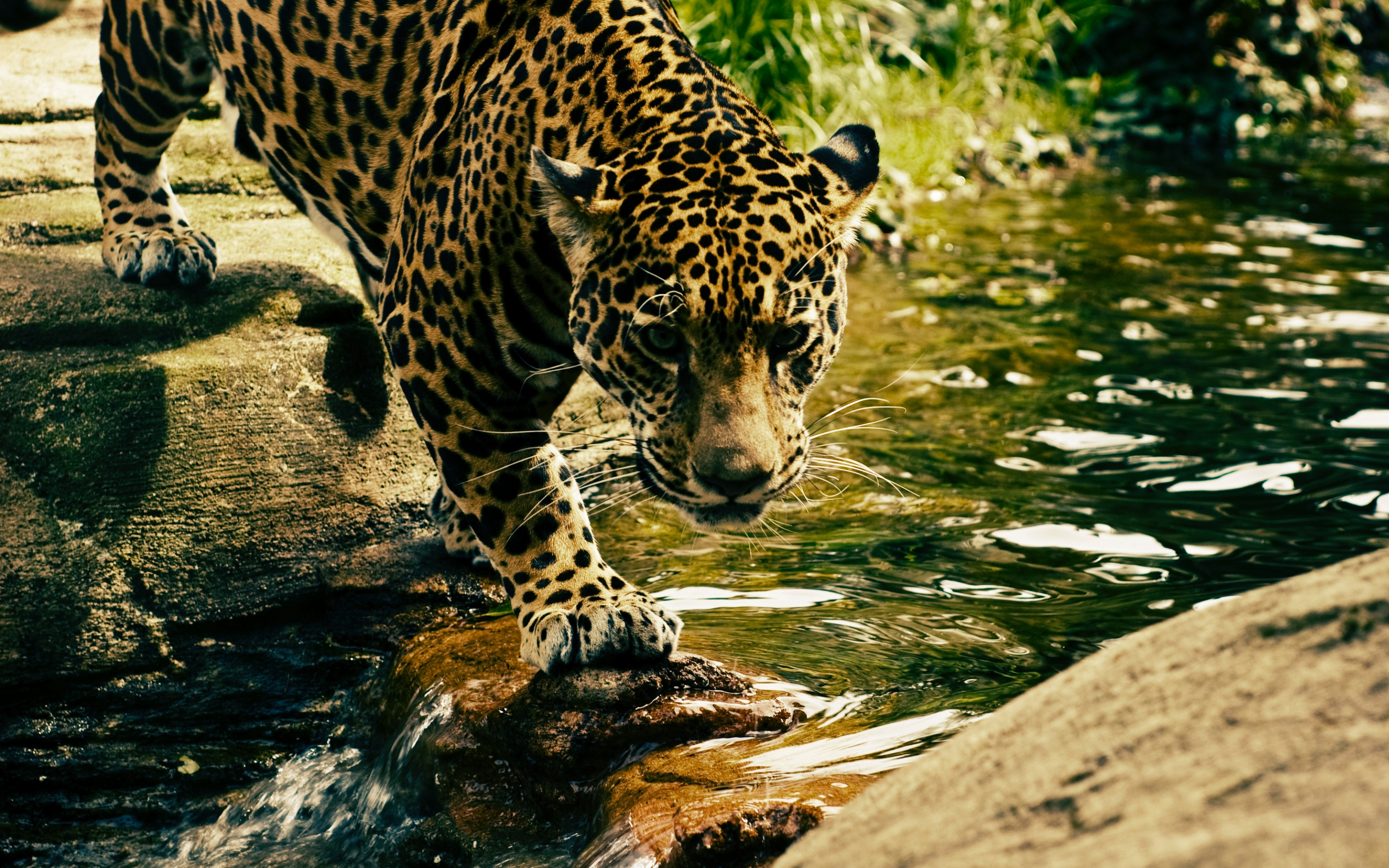 Predator, jungle, wild animal, leopard, 2880x1800 wallpaper