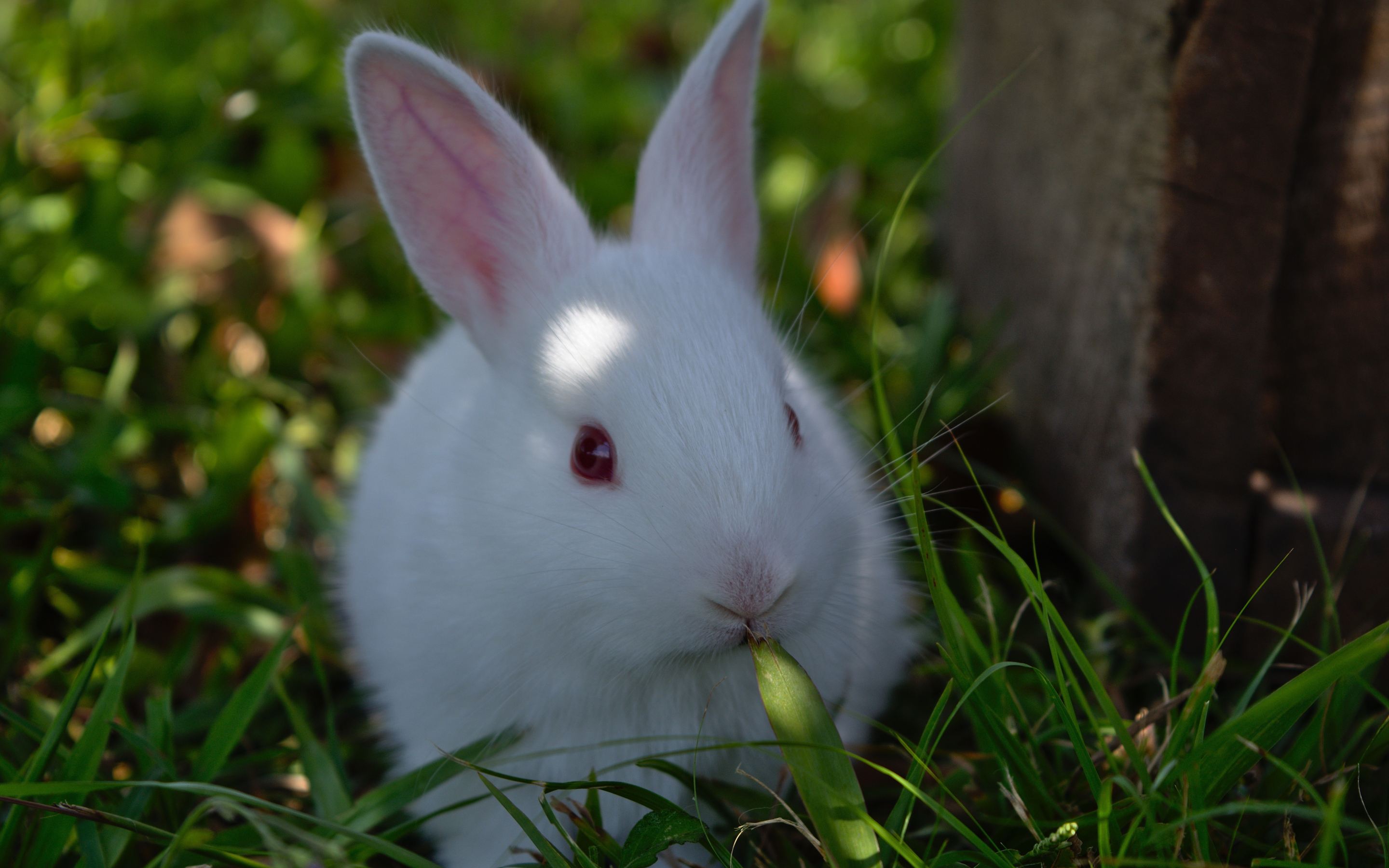 Cute, white rabbit, animal, 2880x1800 wallpaper