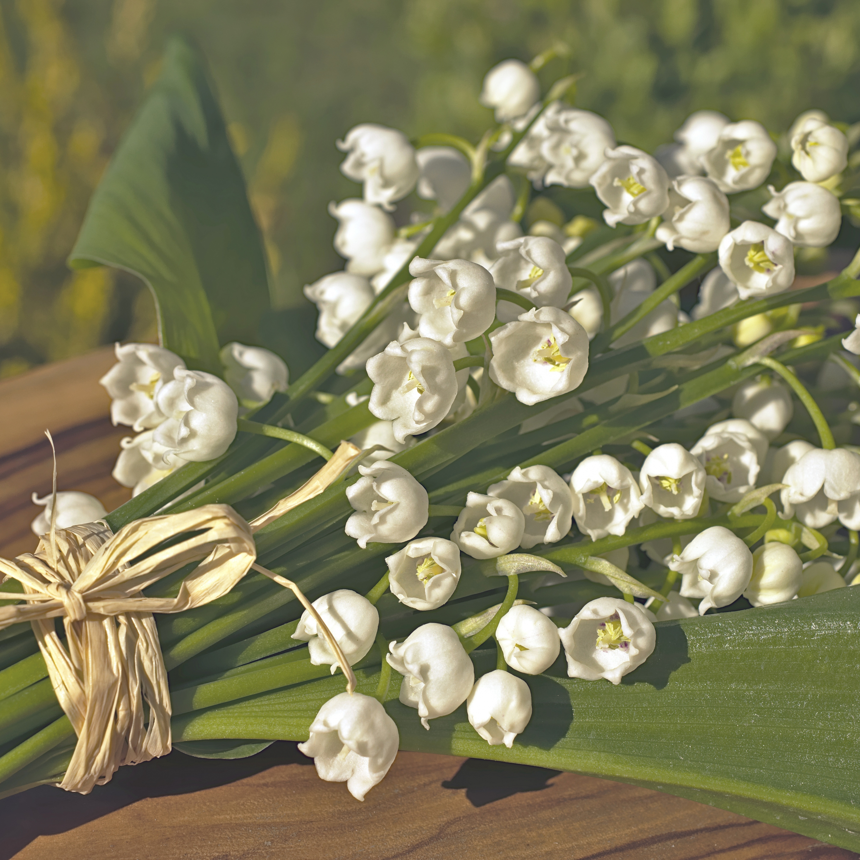 Песня ландыши первые в мае цветы слушать. Букет ландышей. Bunch of Flowers Ландыши. Весенний букет листьев. Белые цветочки на зеленом стебле букет.