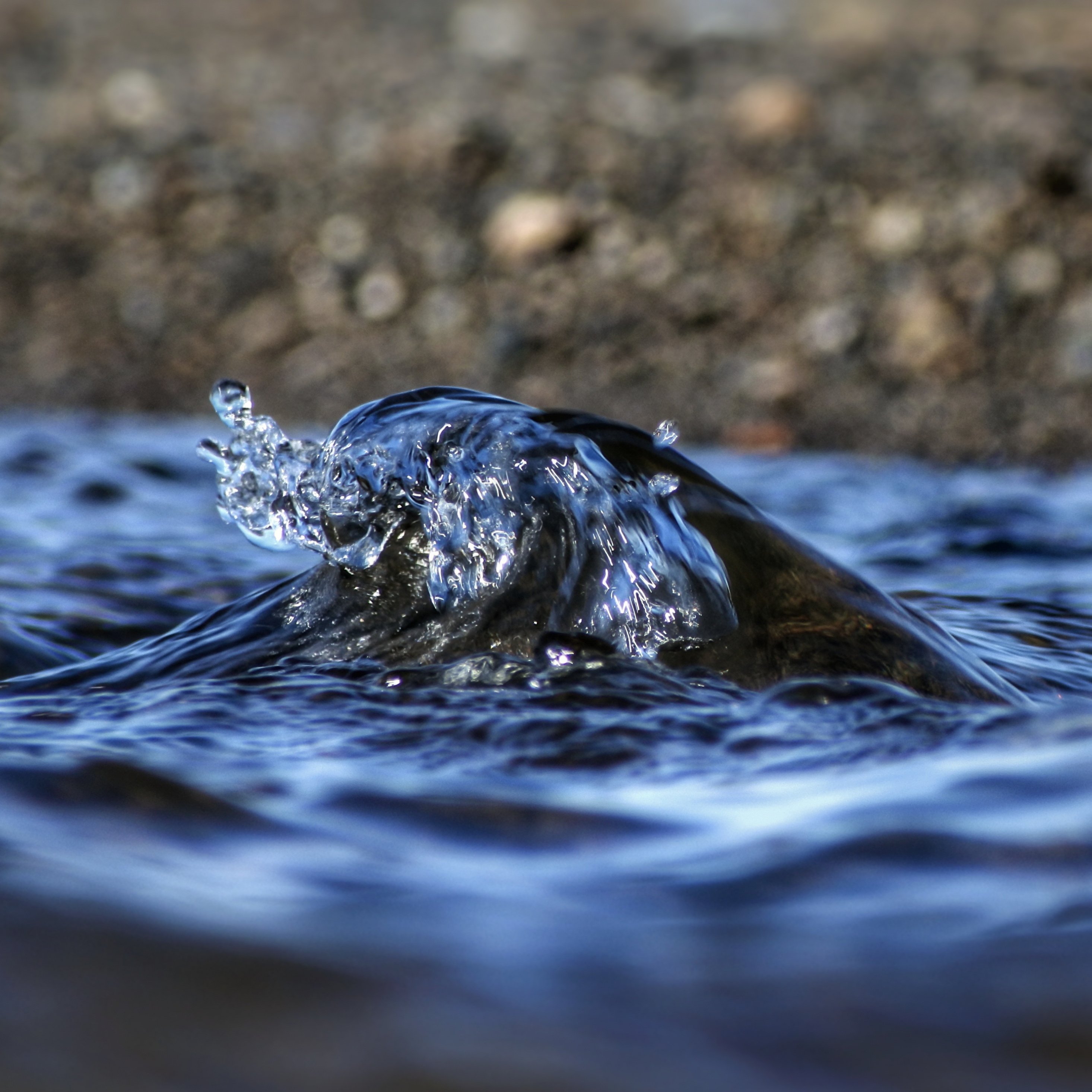 Река море 6с. Reaver Water. Фото антилопа плывет вода река. Животное которое утонуло фото.