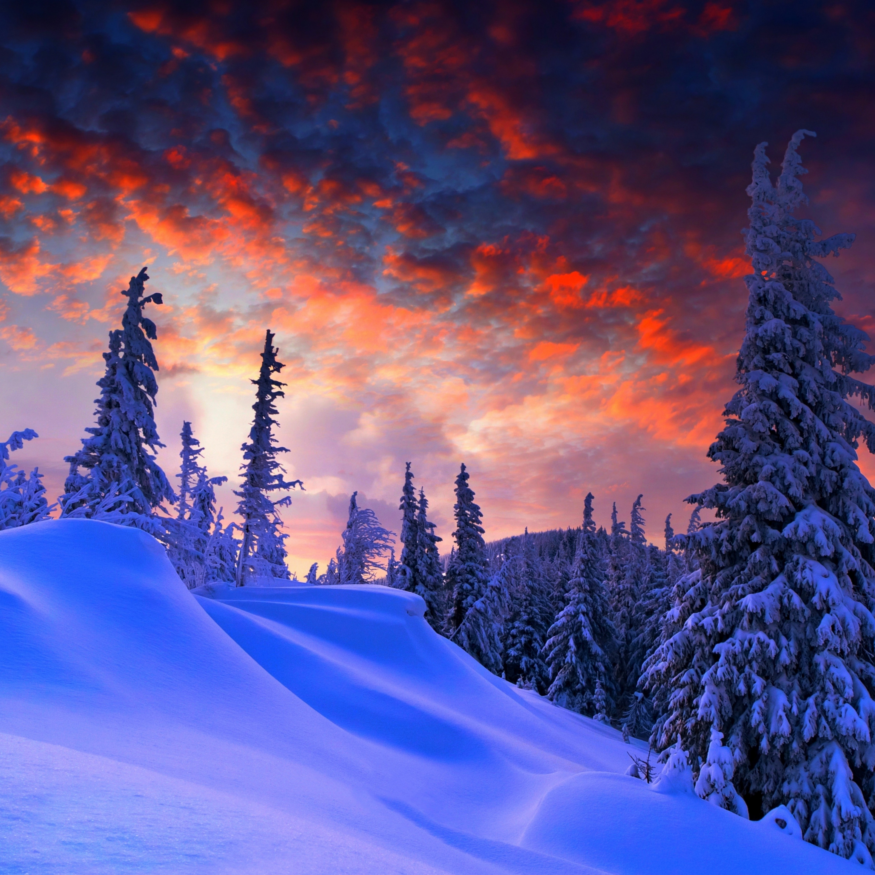 Download wallpaper 2932x2932 winter evening, beautiful sky, trees, clouds, ipad  pro retina, 2932x2932 hd background, 1199