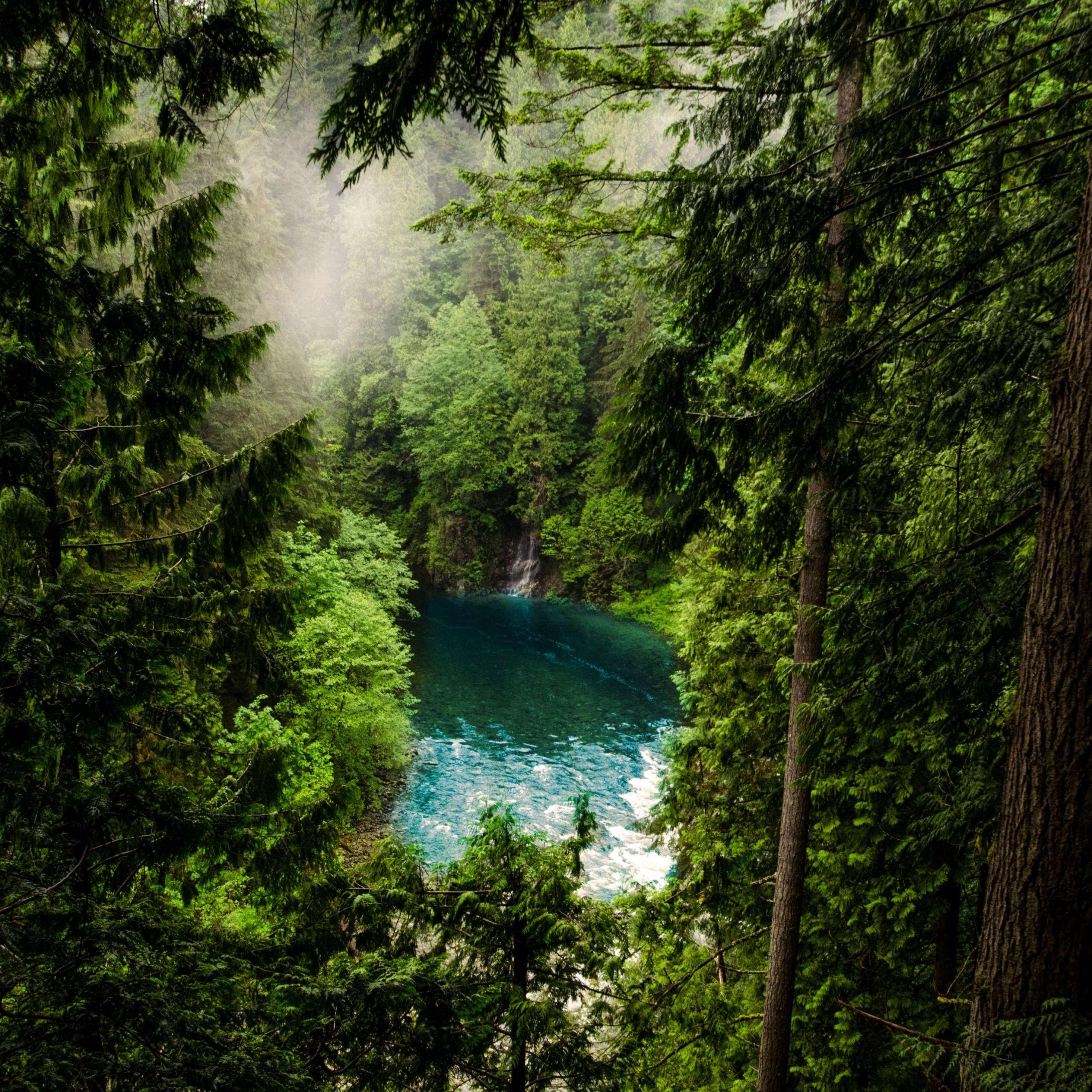Download wallpaper 2932x2932 forest, lake, green trees, nature, ipad pro  retina, 2932x2932 hd background, 3579