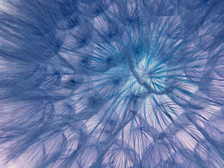 Flower, threads, close-up, dandelion, 320x240 wallpaper