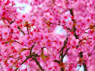 Cherry blossom, pink flowers, nature, 320x240 wallpaper