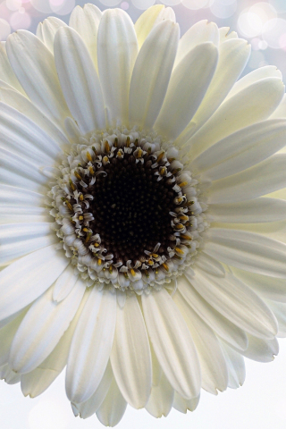 Flower, Gerbera, white flower, close up, 240x320 wallpaper