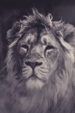 Lion, calm, predator, muzzle, 240x320 wallpaper
