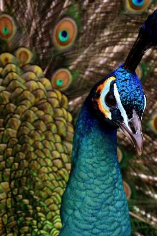 Peacock, colorful, bird, dance, plumage, 240x320 wallpaper