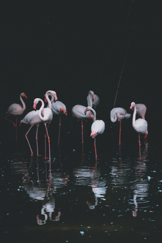 Flamingo, birds, reflections, pond, 240x320 wallpaper