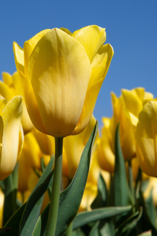 Yellow tulips, bloom, farm, 240x320 wallpaper