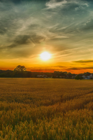 Summer, sunset, farm, landscape, nature, 240x320 wallpaper