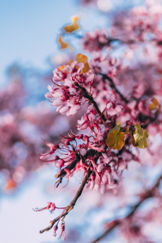 Blossom, pink flowers, nature, tree branch, spring , 240x320 wallpaper