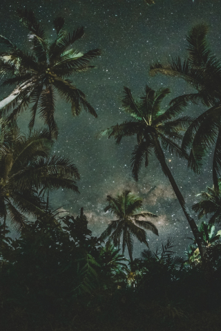 Palm trees, night, starry night, nature, 240x320 wallpaper
