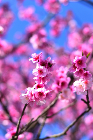 Cherry blossom, pink flowers, tree branches, 240x320 wallpaper