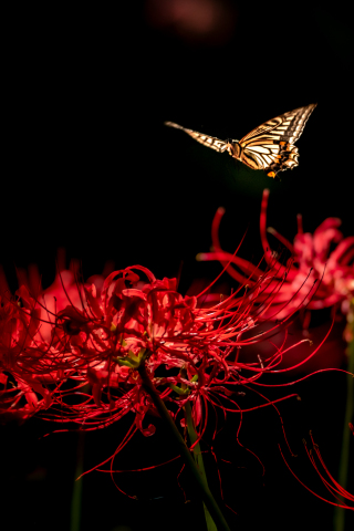 Close up, butterfly, red flowers, blossom, 240x320 wallpaper