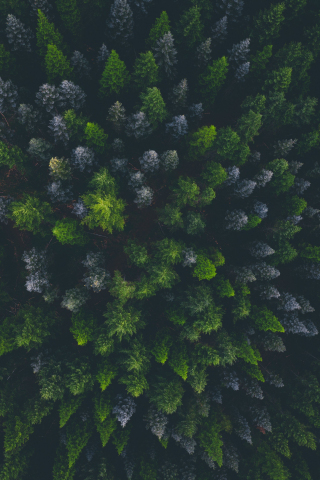 Green trees, top of trees, aerial view, 240x320 wallpaper