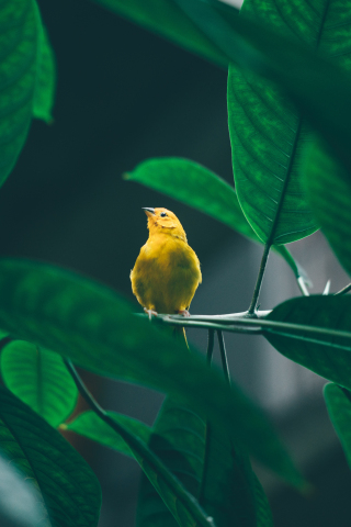 Small, cute, yellow bird, tree branch, 240x320 wallpaper