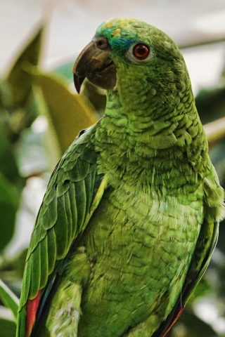 Parrot, bird, green, adorable, 240x320 wallpaper