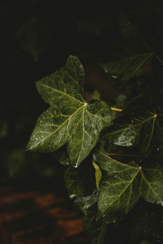 Close up, green leaf, drops, 240x320 wallpaper
