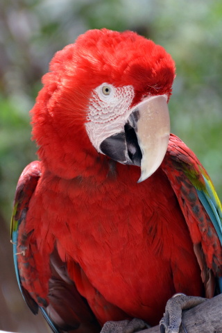 Red parrot, macaw, bird, 240x320 wallpaper