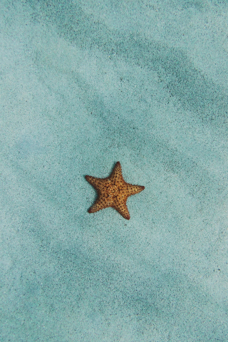 Starfish, surface, sand, minimal, fish, 240x320 wallpaper