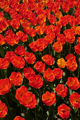 Tulips farm, red, orange, plants, 240x320 wallpaper