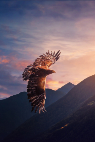 Flying Eagle Widescreen Wallpapers 61405 - Baltana