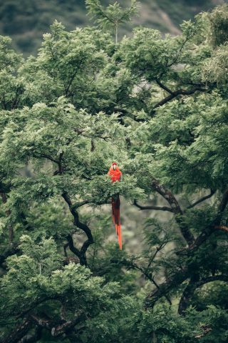 Parrot, bird, tree, 240x320 wallpaper