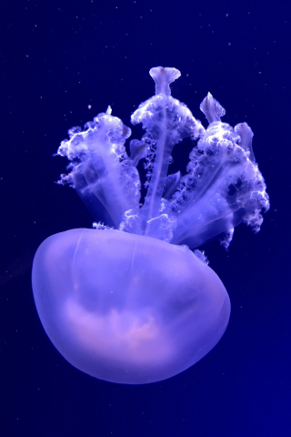 Jellyfish, aquatic animal, underwater, 240x320 wallpaper