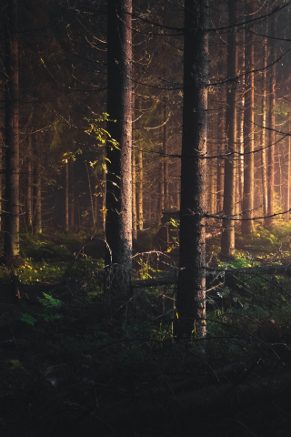 Trees, finland, forest, nature, 240x320 wallpaper