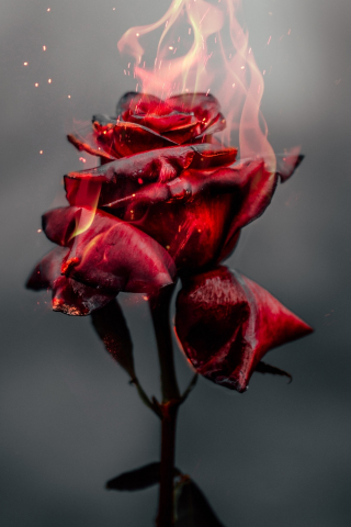 Burning Rose, red, 240x320 wallpaper