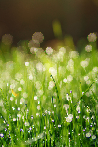 Drops, green grass, dew, bokeh, 240x320 wallpaper