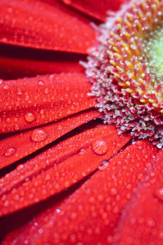 Red flower, gerbera, close up, 240x320 wallpaper