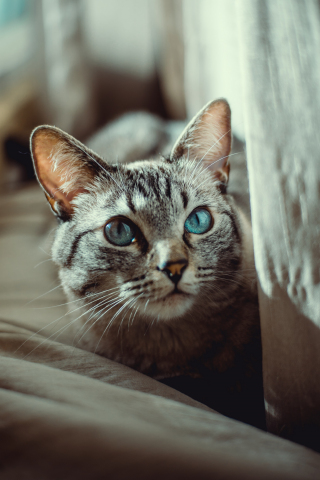 Blue eyes, cat, curious, 240x320 wallpaper