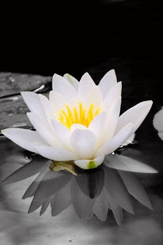 White, water lily, flowers, pond, portrait, 240x320 wallpaper