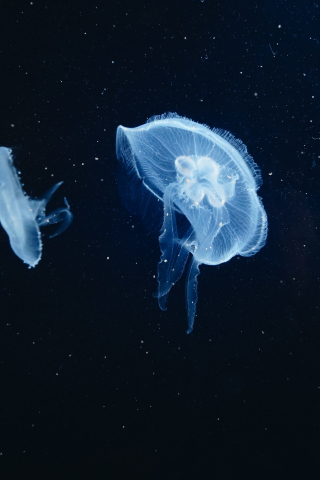 Jellyfish, underwater, animals, 240x320 wallpaper
