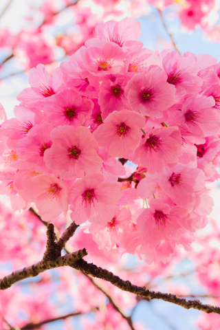 Pink, tree branches, cherry flowers, close up, 240x320 wallpaper