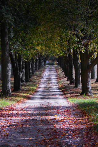 Autumn, lone road, trees, garden, 240x320 wallpaper