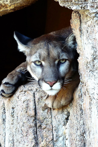 Puma, Cougar, wild cat, predator, stare, 240x320 wallpaper