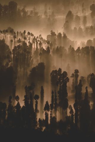 Dark, forest, trees, misty day, nature, 240x320 wallpaper