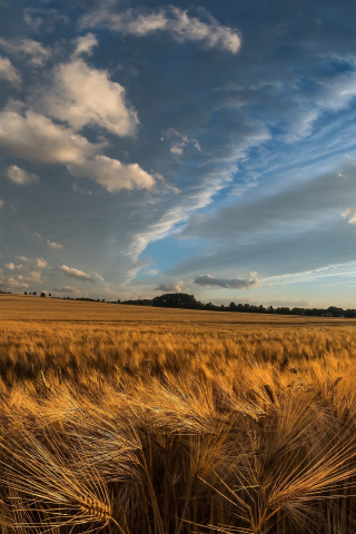 Golden crop, wheat farm, landscape, nature, 240x320 wallpaper