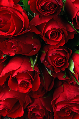 Rose, fresh, red flowers, 240x320 wallpaper