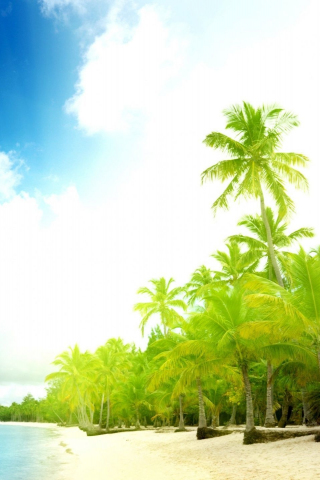 Beach, summer, tropical sea, palm trees, 240x320 wallpaper