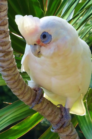 White parrot, Cockatoo, bird, 240x320 wallpaper