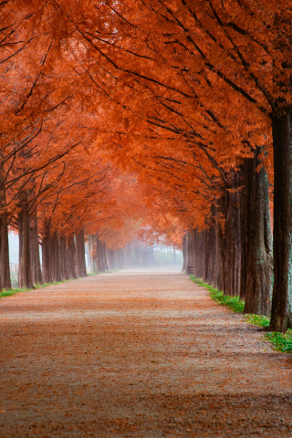 Autumn, trees, beautiful pathway, misty morning, nature, 240x320 wallpaper