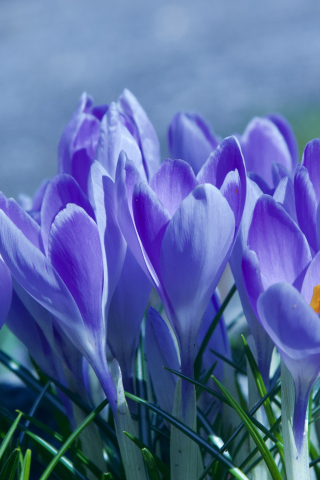 Spring, blossom, crocus, purple flowers, 240x320 wallpaper