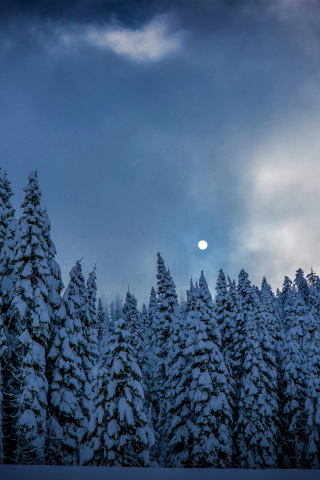 Winter, night, trees, sky, nature, 240x320 wallpaper