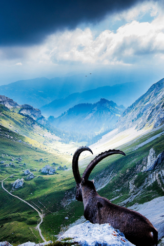 Mount pilatus, goat, valley, landscape, nature, sunlight, 240x320 wallpaper
