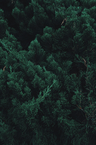 Pine, tree, leaf, branches, green, 240x320 wallpaper